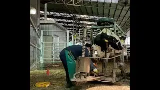 소가 때렸지만… 오늘도 일합니다 🐂