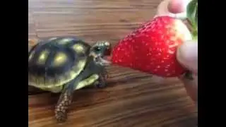Turtle Eating Strawberry - Nom Nom Voiceover