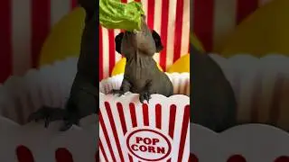 Popcorn Skinny Pig! 🍿 #guineapigs #skinnypig #pets #cavy