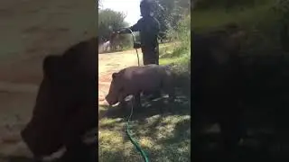 Stop Rhino poaching
