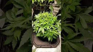 Gorilla Z Autoflower Day 21 - 35 | Fast Buds, with Mars Hydro TS-1000 150 Watt LED #420 #gardening