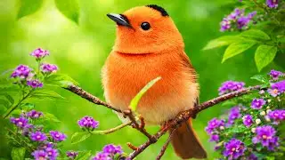 🌙 Deep Night Bird Ambience &ndash; Calm, Dark Nature Sounds for Long and Peaceful Sleep