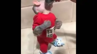 Shaved monkey looking beautiful