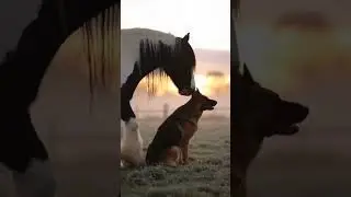 Irish Cob & German shepherd  #viral #shorts #youtubeshorts #youtube #foryou #fyp #funny #subscribe