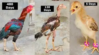 Londa Murga Chick To Rooster From Day 1 to 16 Months || Assel Chicken Growth