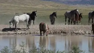 Stock Video - Wild horse herd walking to waterhole during hot summer heat