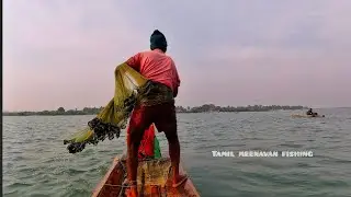 Using castnet catching shrimp in a net / largest brackish water lagoon in India