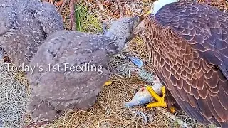 #235🦅NE32🐥27° & NE33🐥25°／NEFL 2025-2026／Gabby💗Beau／by American Eagle Foundation