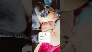 watch till end🔥💕#leo#pets#love#dog #ytshort #cute