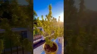Full Grown Lemon Haze cannabis from Seed! Subscribe to learn. #homegrown #cannabiseducation