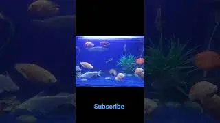 Aquascape #short video #fish #freshwateraquarium  #@Copis.Kpetsvlog