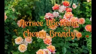 Летнее цветение розы Cherry Brandy (Черри Бренди)