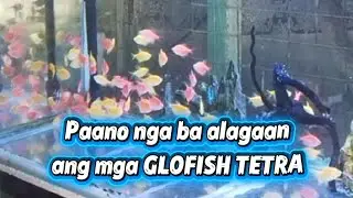 PAANO ALAGAAN ANG MGA GLOFISH TETRA