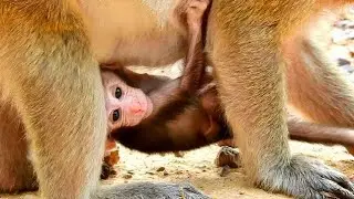 Pity poor baby monkey Polino/  why Popeye hug him opposite side like this? Becareful baby polino