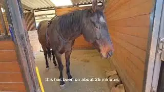 Retired Horse gets Therapy Session with eWell Therapy Pad for Horses
