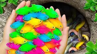 catching small fish for aquarium wild guppy fish