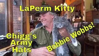 A New LaPerm Kitty - Chigg's Army Hats and BOBBIE WOBBS!