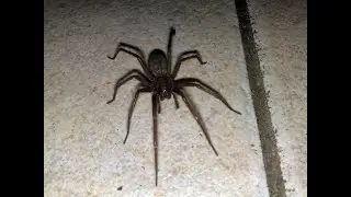 Click sync spider challenge I made for fun