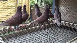 Tippler pigeon ,Inbreeding or Linebreeding .Who knows?
