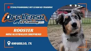 Texas Panhandle Off Leash K9 Training: Rooster, the 5-Months-Old Mini Australian Shepherd