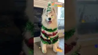 Does your Pet celebrate Christmas like that? ❤️🎄 #shorts #shortsvideo #animals  #christmas