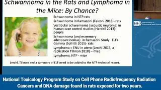 Comments on National Toxicology Program Study on Cell Phone Radiation Theodora Scarato