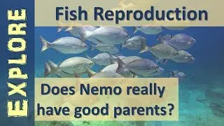Fish Reproduction and Mating