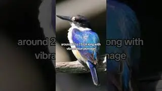 Forest Kingfisher (Tree Kingfisher)Found in Australia and new Guinea