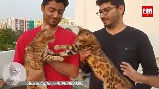 Bengal Cats At Ahsan Cattery & Pets | Hyderabad, India | Video By FSA Entertainment