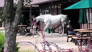Tryon international equestrian center. Sunshinehorsetack.com