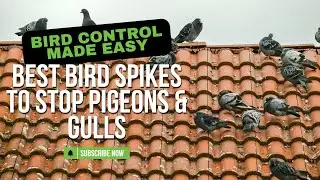 Which Bird Spikes Should You Use? | BIRDOFF Spike Size Comparison & Guide