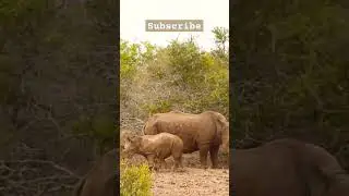 #discoveries #exploration #wildlife #wildanimals #nature #1millionviews #animals #discovery #shorts