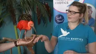 Animal Class: Scarlet Ibis
