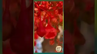 Scarlet Spectacle: Illawarra Flame Tree's Bell-Shaped Blossoms - Darug Country #IllawarraFlameTree