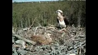 Osprey nest - Nori bit me!
