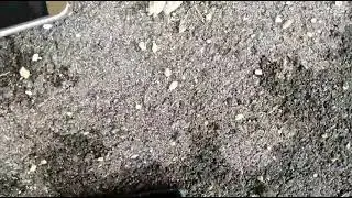 Alcatel Jitterbug Smart 3 Drop Test