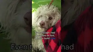 I didn't realize this dog was blind! Full video here: www.HopeForPaws.org ❤️