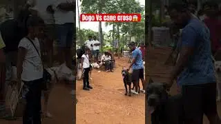 Dogs park Hyderabad #shorts #dogoargentino #canecorso