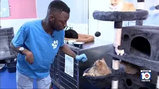 Abandoned pet rescue teams up with ARC Broward to support workers with disabilities