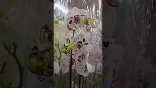 Рига. Орхидеи. Понравились. База цветов.Riga. Orchids. I liked them. Flower database.