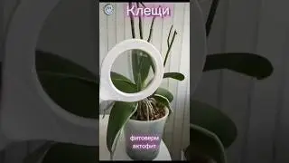 Клещи на орхидее. Чем обработать? #клещ #вредителиорхидей #вредители #orchidcare #орхидеиуход