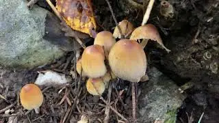 Coprinellus micaceus (Навозник мерцающий), July 11, 2021