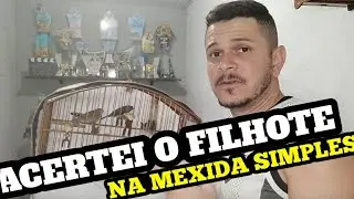 MEXIDA NA PRÁTICA DO COLEIRO MENINO PRODÍGIO, O FILHOTE DE 1 ANO QUE TÁ DANDO OQUE FALAR.