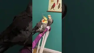 He beep #cockatiel #birb #cuteparrot #shorts #fyp #engagednotcaged #cutebirds