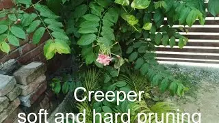 Soft And Hard Pruning Creeper In Monsoon