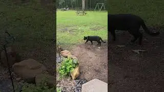 Swim Spa and Backyard Landscape Update