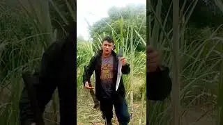 Machete  o el pando#shorts