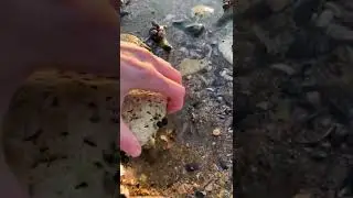 Spot the shell!