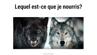 Le loup noir et le loup blanc