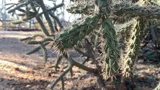 Growing Food in the Desert